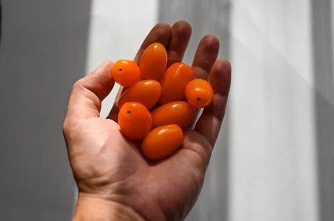 Small tomatoes in hand in sunlight Stock Photos