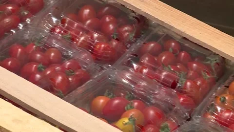 Small tomatoes packed for export in a wooden crate Stock Footage 235711416