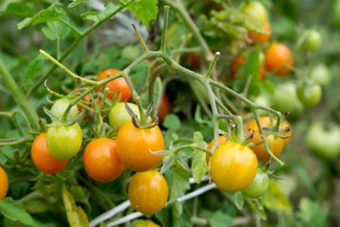 Small tomatoes Stock Photos