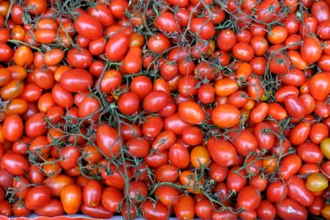 Small tomatoes Stock Photos