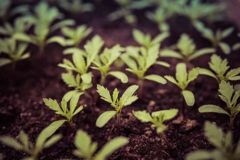 Small tomatoes seedlings Foto stock