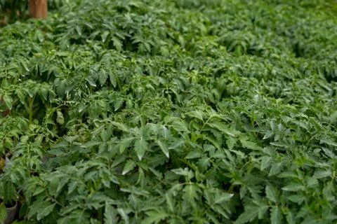 Small tomatoes seedlings Stock Photos