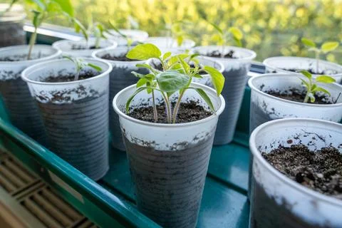 Small tomatoes seedlings on the windowsill in spring Stock Photos