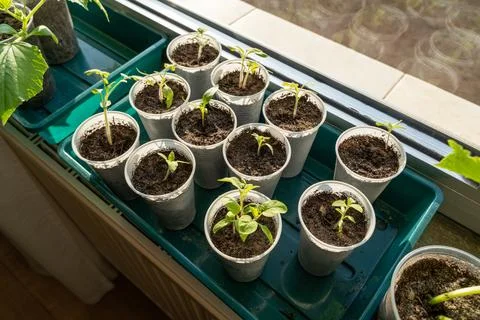 Small tomatoes seedlings on the windowsill in spring Foto stock