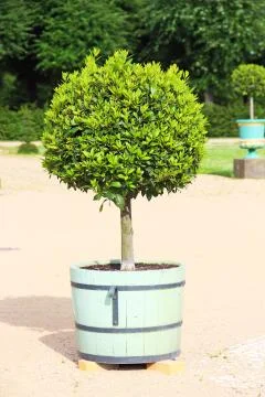 Small topiary tree in the pot Foto stock