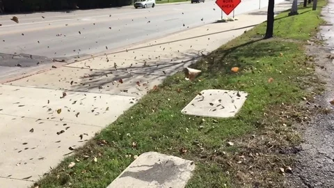 Small Tornado with Leaves in Slow Motion Stockbeeldmateriaal 80533667