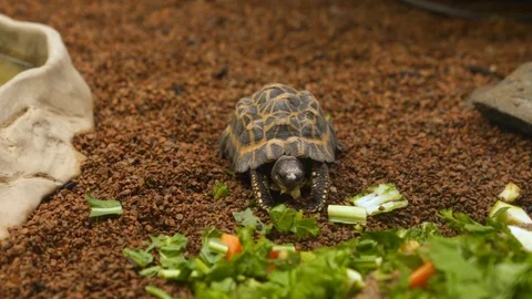 Small tortoise eats vegetables in a artificial environment Stock Footage 116744551
