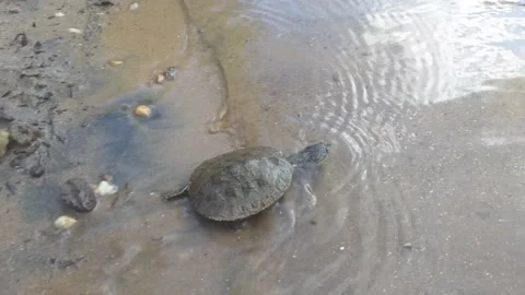 Small tortoise entering the river Stock Footage 132932051