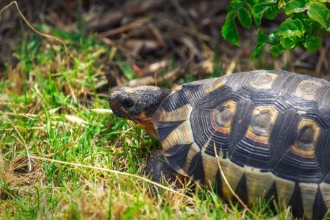 Small tortoise in grass closeup view in South Africa Stock Photos