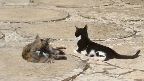 A small tortoise-scale kitten and a black and white one playing to make the f Stock Footage 119692048