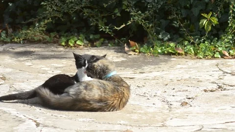 A small tortoise-scale kitten and a black and white one playing to make the f Stock Footage 119692205