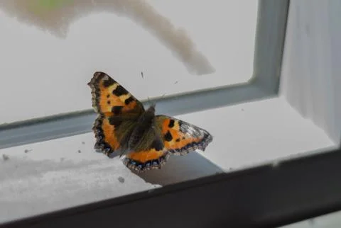 Small Tortoise Shell Butterfly on Windowsill Stock Photos