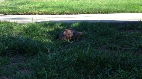 Small Tortoise Walking in Grass Stock Footage 75821554