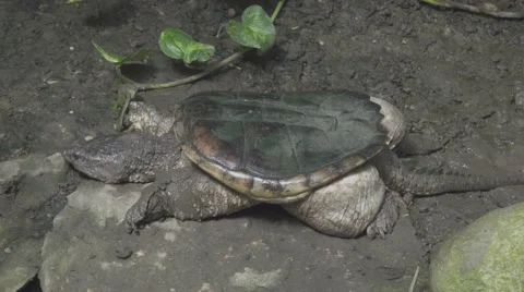 Small Tortoise in the Wild Stock Footage 65995590