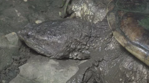 Small Tortoise in the Wild Stock Footage 65996336