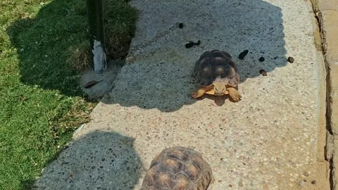 Small tortoises walking slowly Stock Footage 341682049