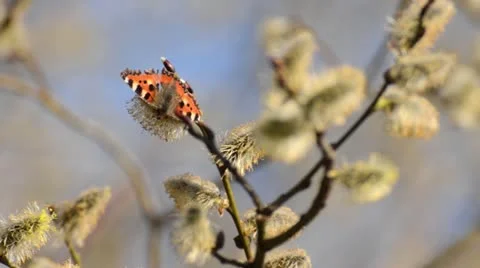 Small tortoiseshell (Aglais urticae) and pussy willow (Salix caprea) with male Stock Footage 12677514