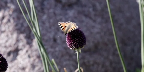 Small tortoiseshell Aglais urticae on blooming Allium flower Stock Footage 321189046