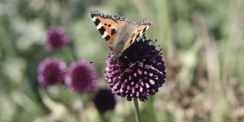 Small tortoiseshell Aglais urticae collecting nectar on Allium Stock Footage 321190137