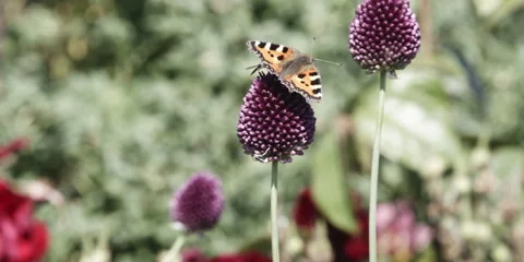 Small tortoiseshell Aglais urticae feeding on purple Allium Stock Footage 321189695