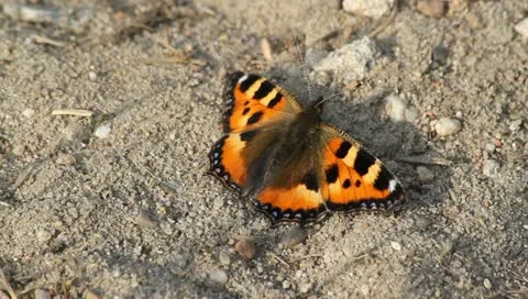 Small Tortoiseshell (Aglais urticae) Stock Footage 11292707