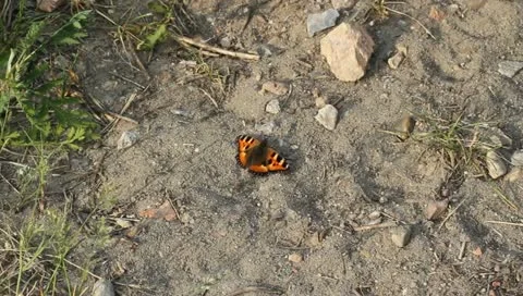 Small Tortoiseshell (Aglais urticae) Stock Footage 11292921
