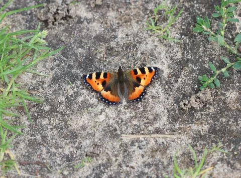 Small tortoiseshell - Aglais urticae Stock Photos