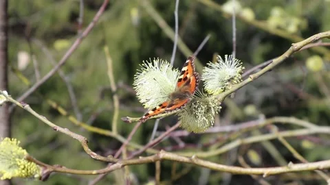 Small tortoiseshell, Aglais urticae on willow flower in spring, Finland Europe Stock Footage 185921022