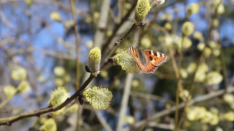 Small tortoiseshell, Aglais urticae on willow flower in spring, Finland Europe Vídeos de archivo 185921365