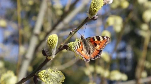 Small tortoiseshell, Aglais urticae on willow flower in spring, Finland Europe Vídeos de archivo 185921417