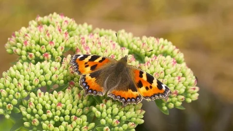 Small tortoiseshell Anglais urticae nectaring on sedum Stock Footage 82658040