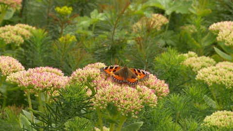 Small tortoiseshell Anglais urticae at rest on sedum Stock Footage 82658069
