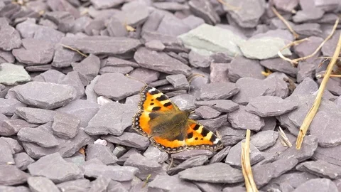 Small tortoiseshell Anglais urticae warms up on slate chipping path Stock-Footage 82658112