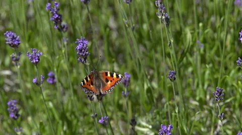 Small Tortoiseshell Butterfly, aglais urticae, Sucking Nectar from Laverder Stock Footage