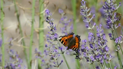Small tortoiseshell butterfly (Aglais urticae) moving around on lavender Stock Footage 233107268