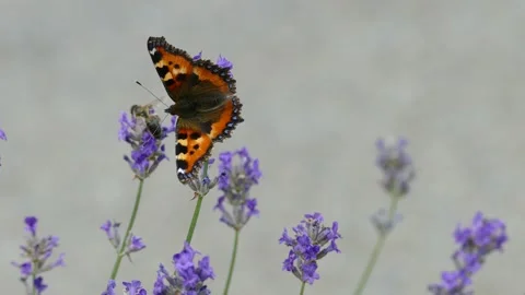 Small tortoiseshell butterfly (Aglais urticae) moving around on lavender Stock Footage 302832812