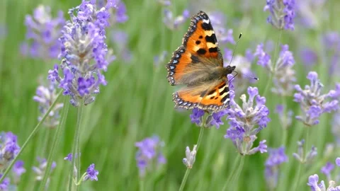 Small tortoiseshell butterfly (Aglais urticae) moving around on lavender Stock Footage 303806484