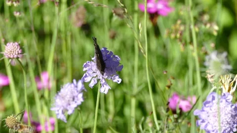 Small Tortoiseshell Butterfly (Aglais urticae) moving around on a small scabious Stock Footage 340073381