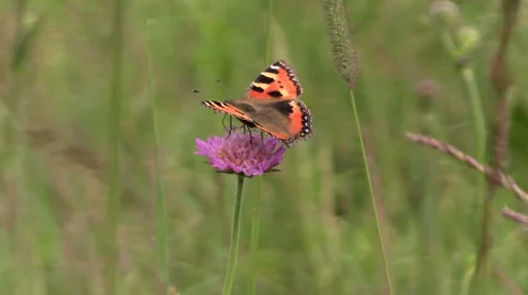 Small Tortoiseshell butterfly on bloom of pink flower in meadow Stock Footage 41281273