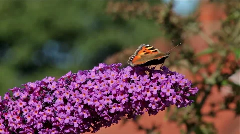 SMALL TORTOISESHELL BUTTERFLY &amp; BUDDLEIA DAVIDII BUSH Stock-Footage 46358639