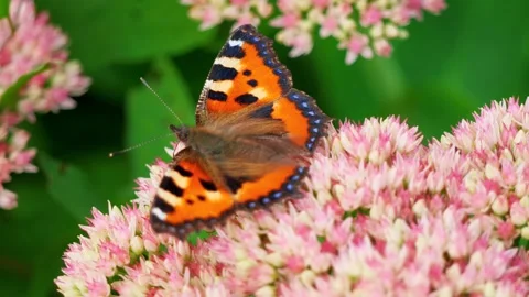 A Small Tortoiseshell Butterfly Collecting Nectar from a Blooming Flower Stock Footage 318064357