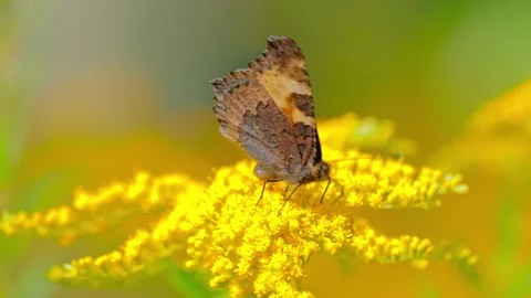 Small Tortoiseshell Butterfly Collecting Nectar From a Flower Stock-Footage 341645727
