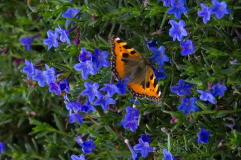 Small tortoiseshell butterfly drinking nectar from a flower Stock Photos