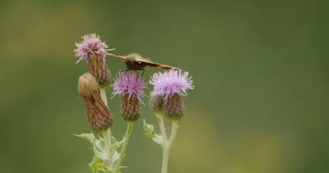 Small Tortoiseshell Butterfly Feeding 스톡 동영상 314835534