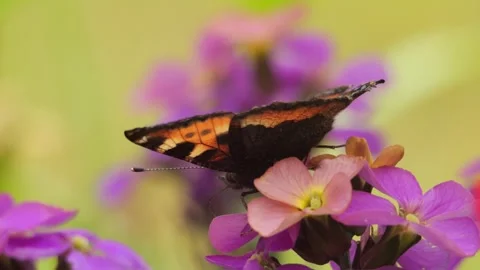 Small tortoiseshell butterfly feeding on nectar from purple wildflowers Stock-Footage 337742062