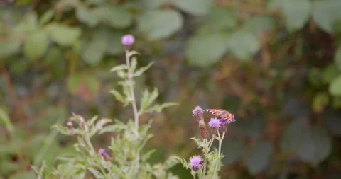 Small Tortoiseshell Butterfly Feeding on Thistle Flowers 스톡 동영상 314835536
