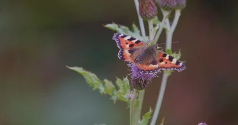 Small Tortoiseshell Butterfly Feeding on Thistle 스톡 동영상 314835540