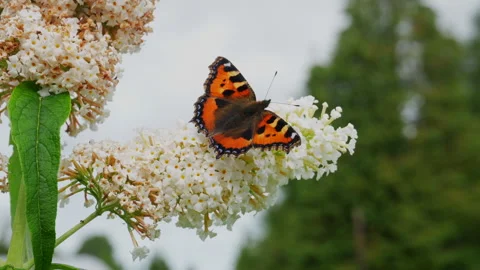 Small Tortoiseshell Butterfly Feeding on White Butterfly Bus Stock Footage 345838929