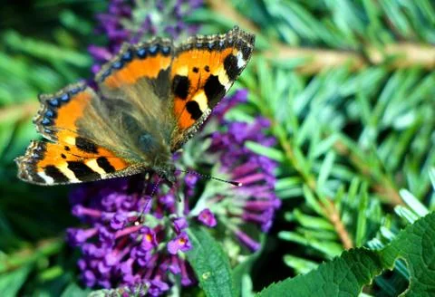 Small Tortoiseshell Butterfly on Flower 写真素材