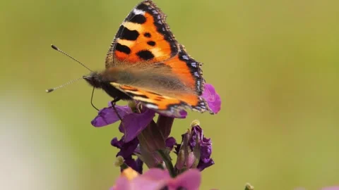 Small tortoiseshell butterfly opening its wings on a purple flower Stock Footage 337742063
